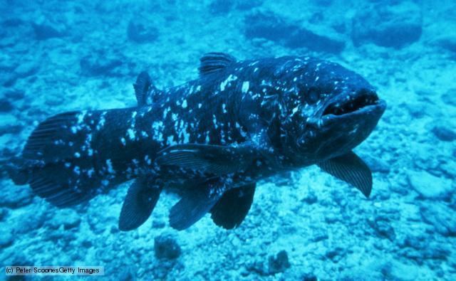 Latimeria BBC Nature Coelacanths videos news and facts