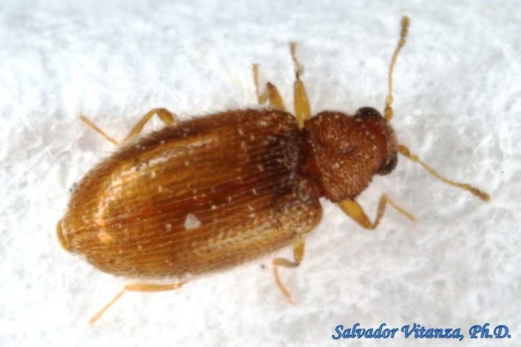Latridiidae ColeopteraLatridiidaeMelanophthalma Subgenus MelanophthalmaMinute