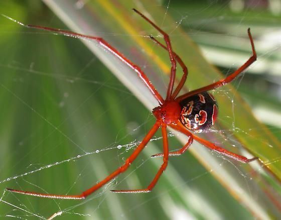 Latrodectus bishopi Red Widow Spider Latrodectus bishopi This spider is of the