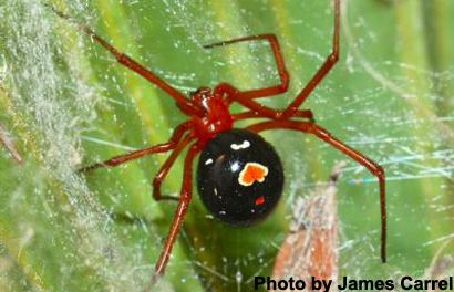 Latrodectus bishopi Red Widow Spider39s Range is Limited by its Diet Entomology Today