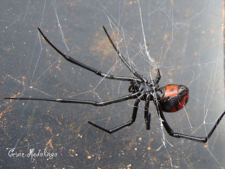 Latrodectus curacaviensis Latrodectus curacaviensis Vivanegra Cesar Medolago Flickr