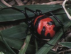 Latrodectus elegans httpsuploadwikimediaorgwikipediacommonsthu