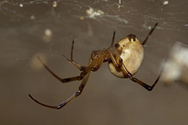 Latrodectus pallidus httpsc1staticflickrcom7620861330013928dae