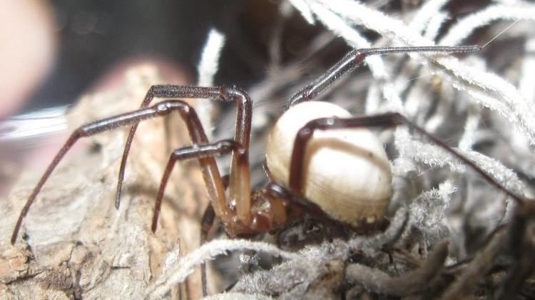 Latrodectus pallidus Latrodectus Pics Page 26 Arachnoboards