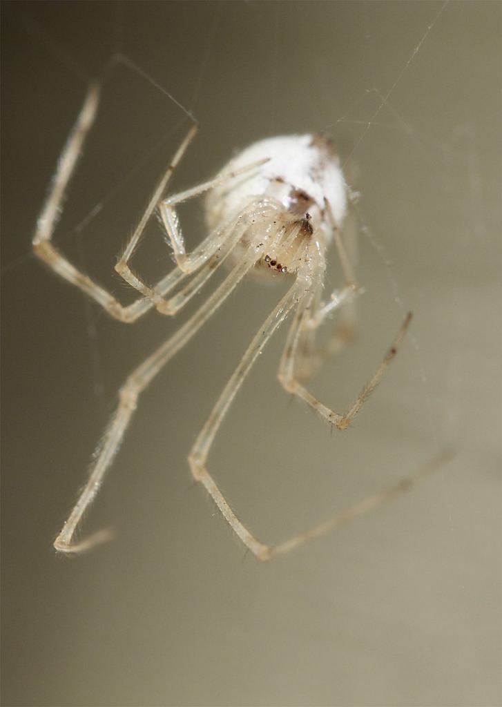 Latrodectus pallidus Latrodectus Pallidus o0 White Widow spider shouldn39t e Flickr