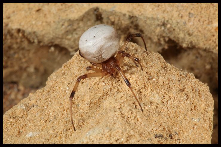 Latrodectus pallidus Latrodectus pallidus adult female of the quotWhite Widowquot Isr Flickr