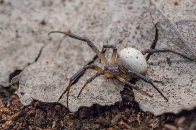 Latrodectus pallidus Tarantula Canada