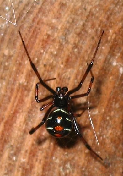 Latrodectus variolus Male Black Widow Latrodectus variolus BugGuideNet