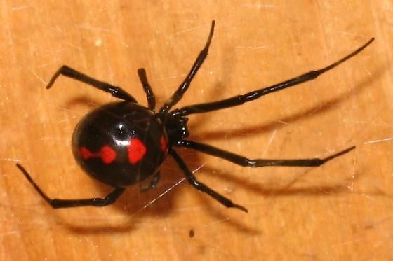 Latrodectus variolus bugguidenetimagescache1RZQUR1RZQURHQDR40L0M0