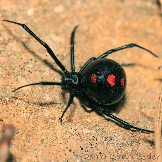 Latrodectus variolus Northern Black Widow Latrodectus variolus BugGuideNet