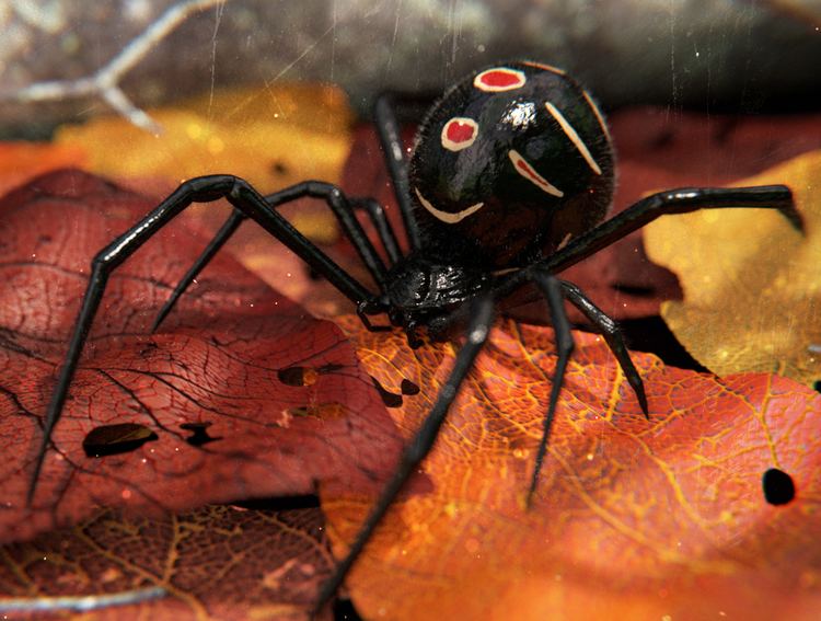 Latrodectus variolus Latrodectus Variolus Northern Black Widow for weekend challenge