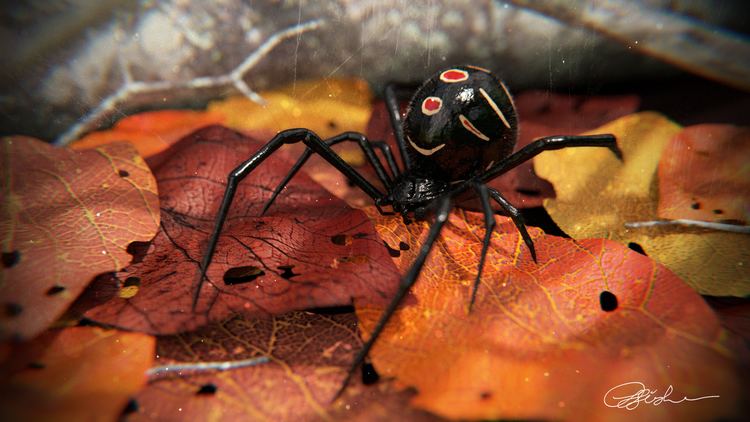 Latrodectus variolus Latrodectus Variolus Northern Black Widow for weekend challenge