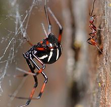 Latrodectus variolus Latrodectus variolus Wikipedia