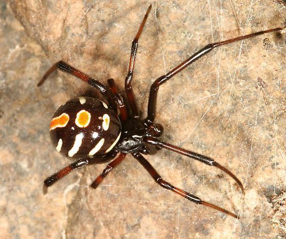 Latrodectus variolus Northern Black Widow Latrodectus variolus male Venomous