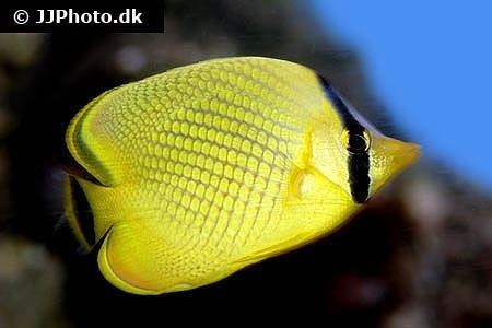 Latticed butterflyfish httpsreefappnetleximagelarge1590jpg