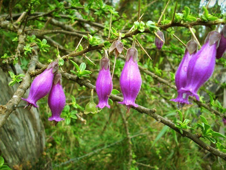 Latua pubiflora secratercomstores5930552b3098b2016159305bjpg
