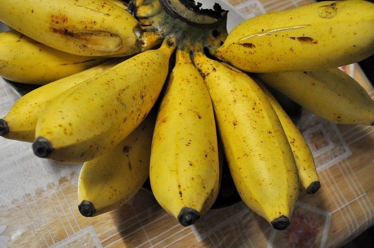 Latundan banana Latundan banana
