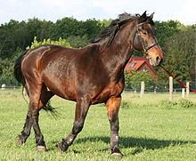 Latvian horse httpsuploadwikimediaorgwikipediacommonsthu