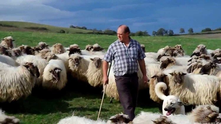 Latxa Basque Shepherd with Latxa Sheep YouTube
