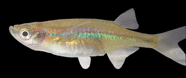 Laubuka Fish Identification