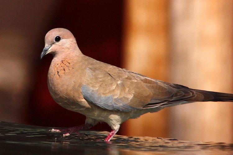 Laughing dove Laughing dove Wikipedia