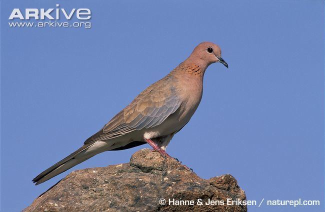 Laughing dove Laughing dove videos photos and facts Stigmatopelia senegalensis
