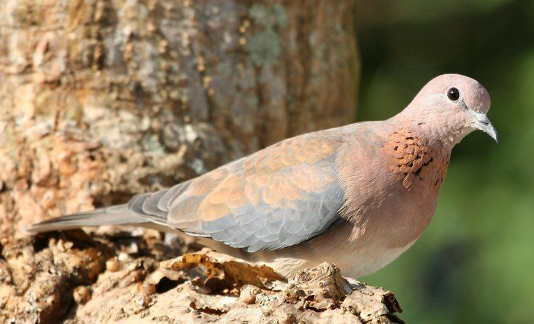 Laughing dove Laughing Dove