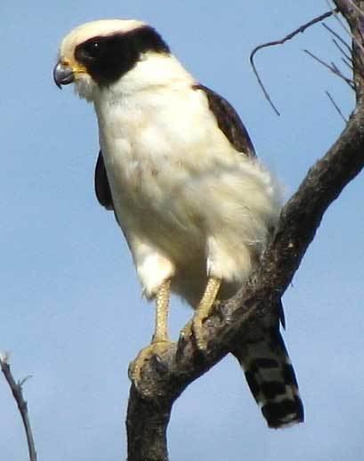 Laughing falcon Falcon HERPETOTHERES CACHINNANS
