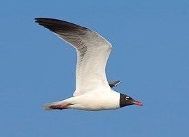 Laughing gull Laughing Gull Identification All About Birds Cornell Lab of