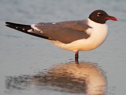 Laughing gull httpswwwallaboutbirdsorgguidePHOTOLARGEla