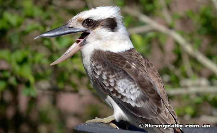 Laughing kookaburra Laughing Kookaburra Dacelo novaeguineae Stevografix