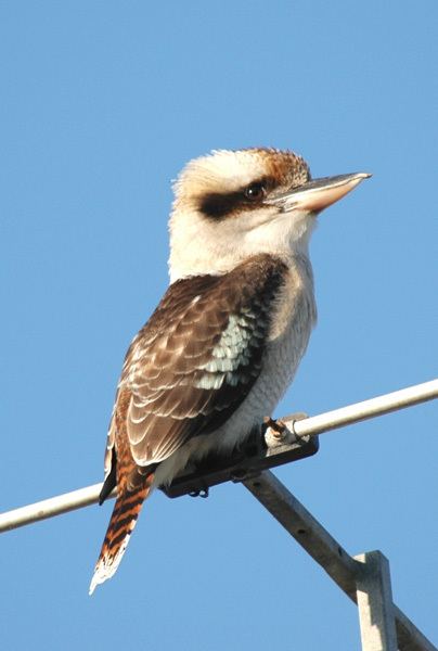 Laughing kookaburra Laughing Kookaburra Canberra Birds