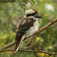 Laughing kookaburra Laughing kookaburra Wikipedia