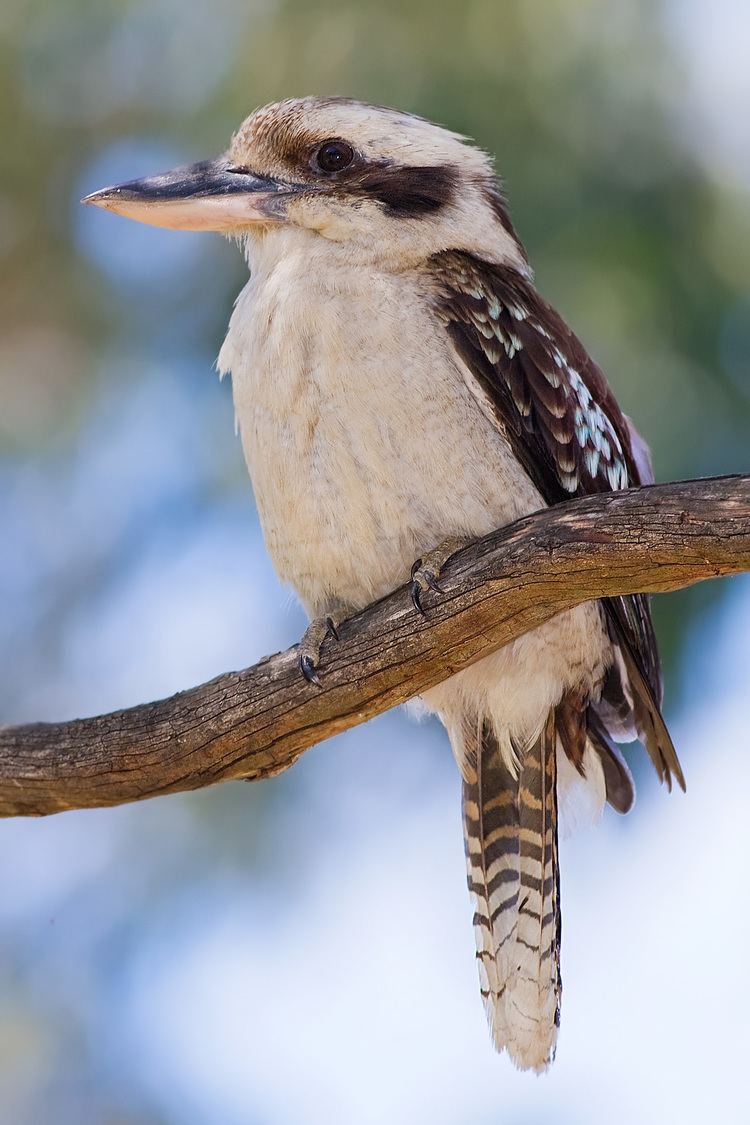 Laughing kookaburra httpsuploadwikimediaorgwikipediacommons99