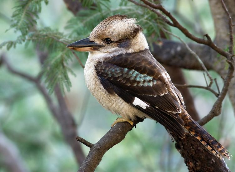 Laughing kookaburra Kookaburra Wikipedia