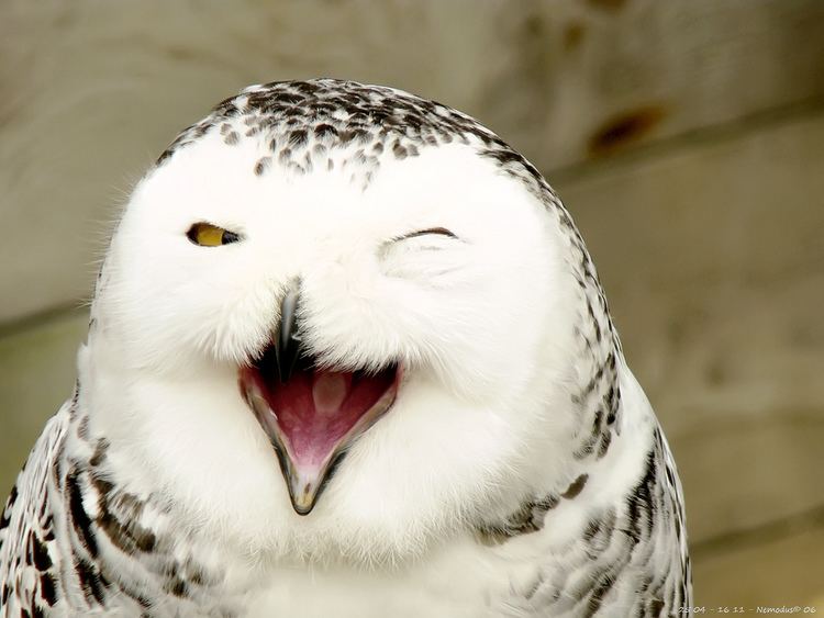 Laughing owl Laughing Owl Make You Laugh in Just 15 Seconds