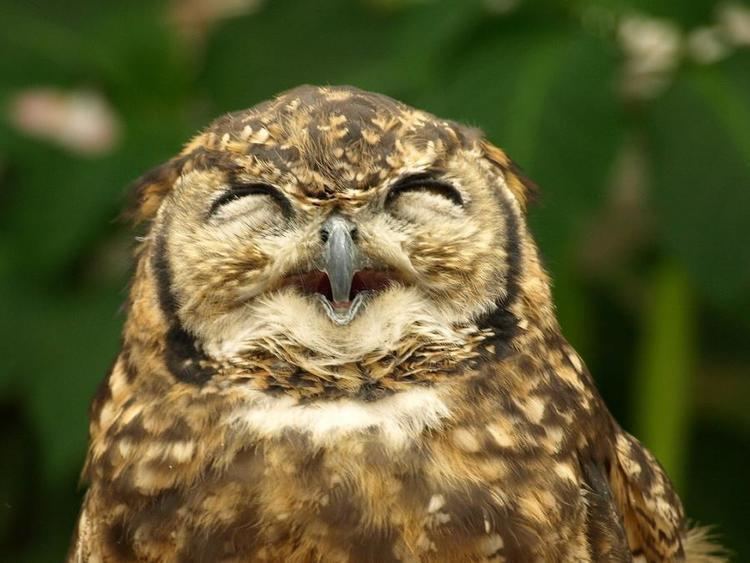 Laughing owl a laughing owl Pixdaus