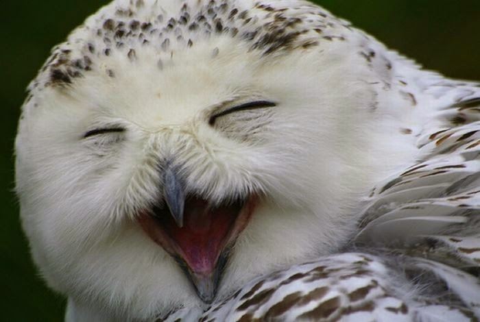 Laughing owl White Wolf 10 Laughing Owls That Will Instantly Make Your Day