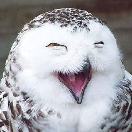 Laughing owl globalanimaltransportcomwpcontentuploads2013
