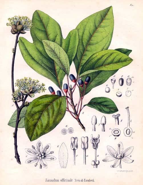 Lauraceae Lauraceae