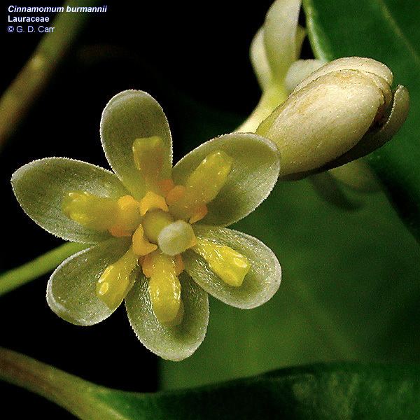 Lauraceae Flowering Plant Families UH Botany