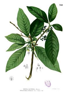 Lauraceae httpsuploadwikimediaorgwikipediacommonsthu