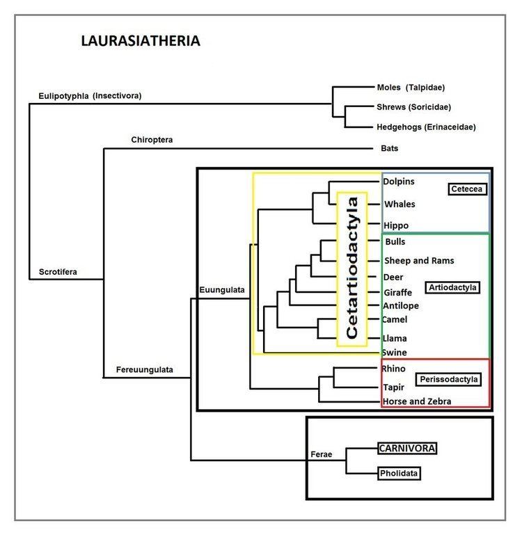 Laurasiatheria Laurasiatheria Reference Chart by RedOrion85 on DeviantArt