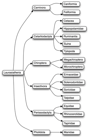 Laurasiatheria iPhylo Mashing up NCBI and Wikipedia using treemaps