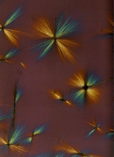 Laure Albin Guillot micrographiejpg
