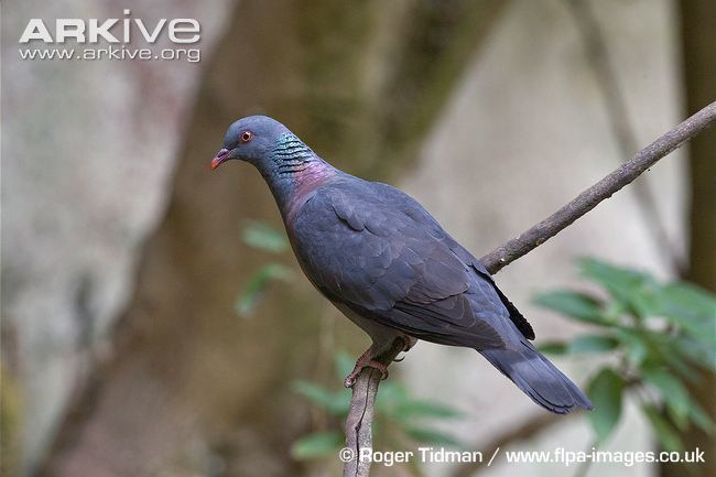 Laurel pigeon Darktailed laurel pigeon videos photos and facts Columba bollii
