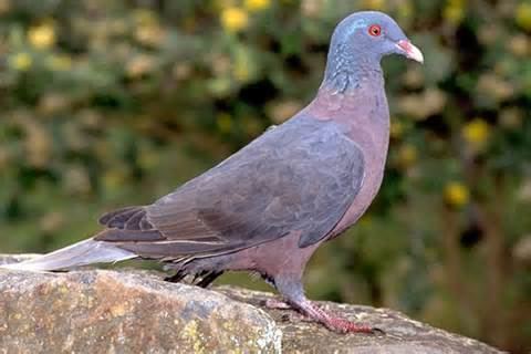 Laurel pigeon More on Columba junoniae Whitetailed laurel pigeon