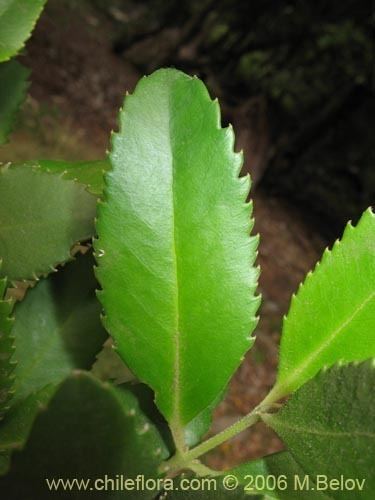 Laureliopsis Beschreibung und Bilder von Laureliopsis philippiana Tepa Laurela