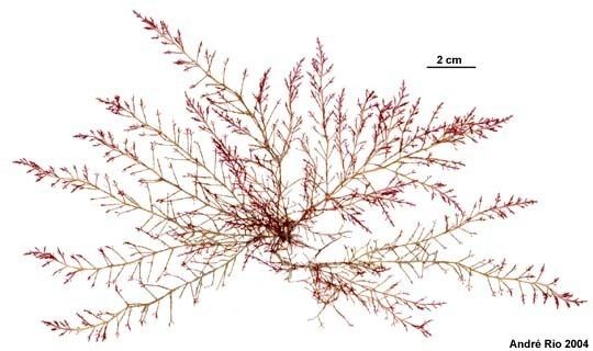 Laurencia Faune algue Rhodophyta Laurencia obtusa Atlantique Manche