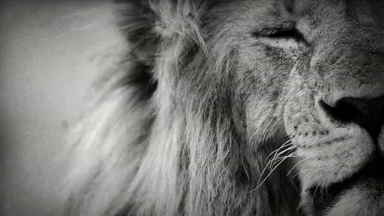Laurent Baheux Laurent Baheux La savane en plein coeur Savannah in the heart